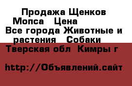 Продажа Щенков Мопса › Цена ­ 18 000 - Все города Животные и растения » Собаки   . Тверская обл.,Кимры г.